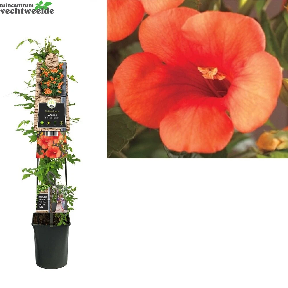 Campsis Tag. 'Mme Galen'