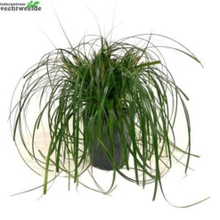 Carex 'Ribbon Falls'® 5 Liter Pot