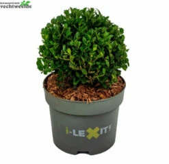 Ilex Crenata 'Dark Green'®