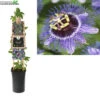 Passiflora Purple Rain P16 3.0