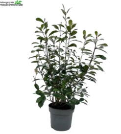 Photinia Fraseri 'Red Robin' H80-100cm.