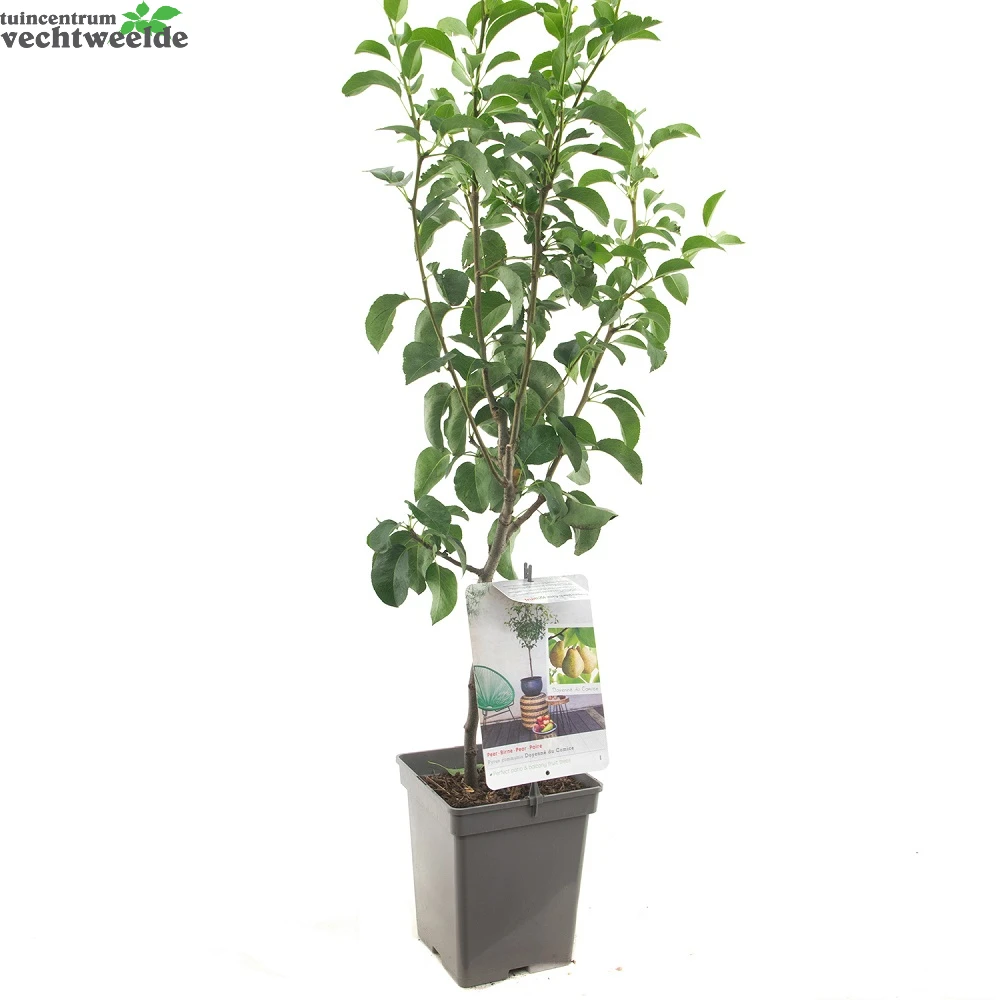 Pyrus C. 'Doyenné Du Comice' - Image 2