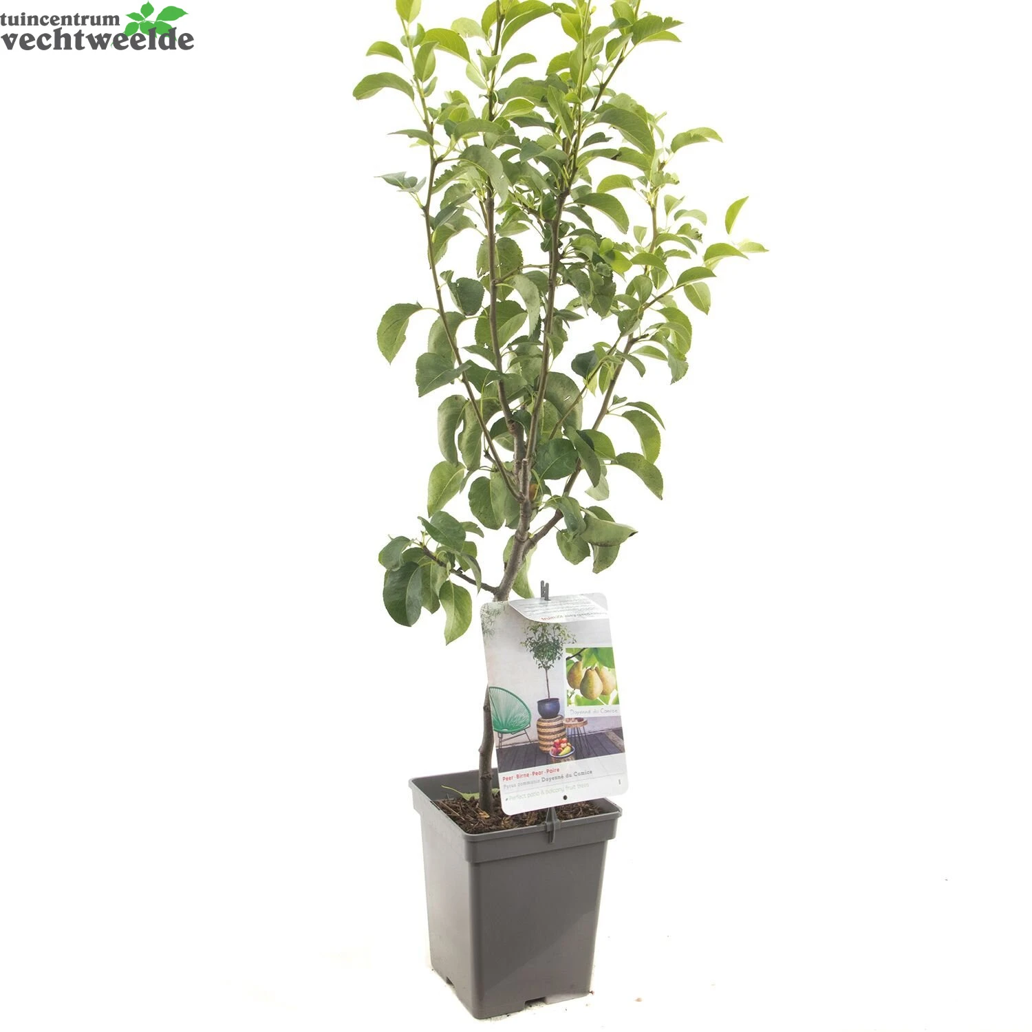 Pyrus C. 'Doyenné Du Comice' - Image 3