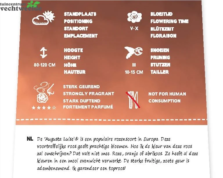 Rosa 'Augusta Luise'® - Image 2