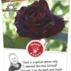 Rosa 'Black Baccara'®