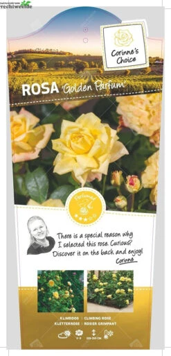 Rosa Golden Parfum Stok100 C3RP