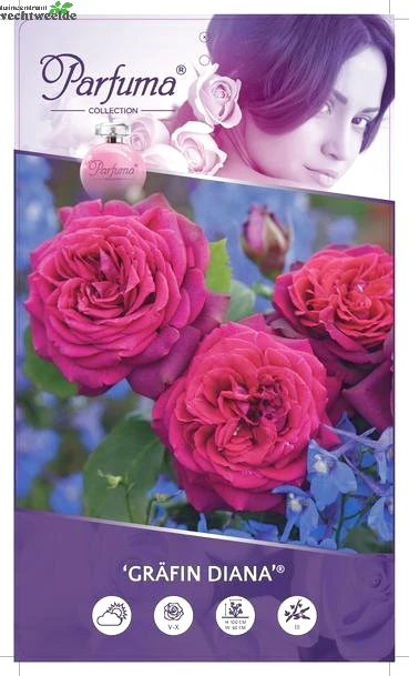 Rosa 'Gräfin Diana'®