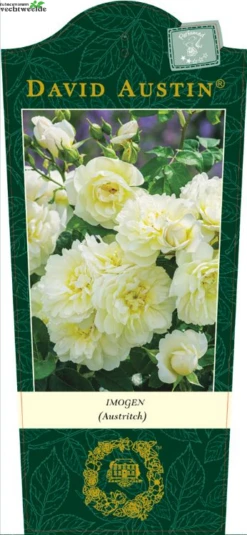 Rosa 'Imogen' (TM)