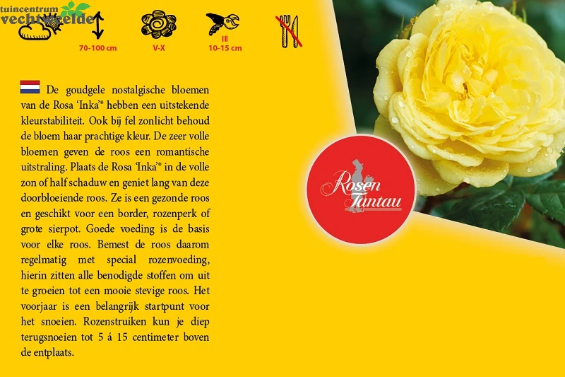 Rosa 'Inka'® - Image 2