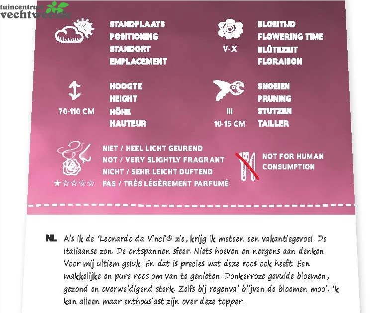 Rosa 'Leonardo Da Vinci'® - Image 2