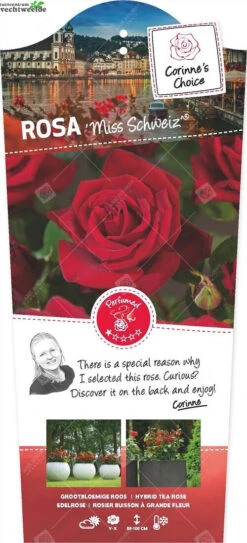 Rosa Miss Schweiz C3RP