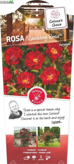 Rosa Rambling Rosie Stok100 C3RP