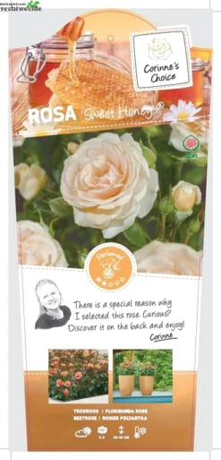 Rosa 'Sweet Honey'®