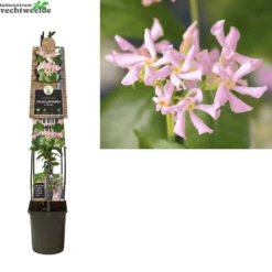 Trachelospermum As. Pink Air