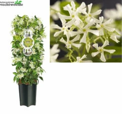 Trachelospermum Jasminoides