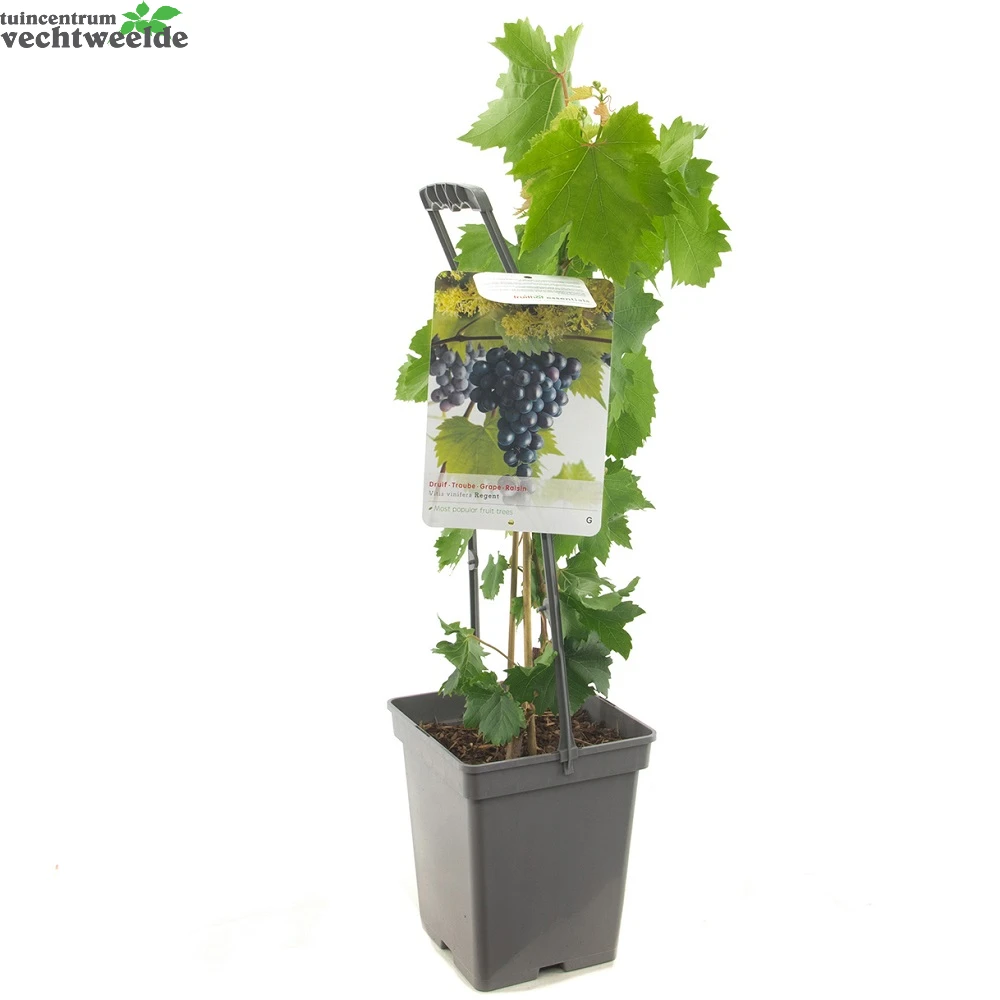 Vitis 'Regent' - Image 2